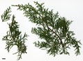 SpeciesSub: var. glabra